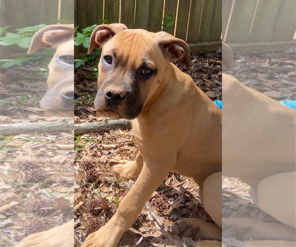 Medium Photo #6 Boxer-Unknown Mix Puppy For Sale in Holly Springs, NC, USA