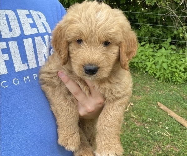 Medium Photo #3 Goldendoodle Puppy For Sale in WESTMINSTER, SC, USA