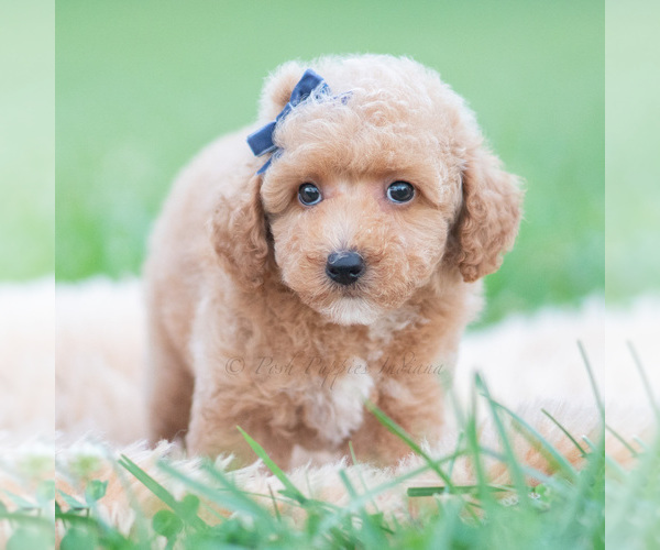 Medium Photo #34 Maltipoo (Miniature) Puppy For Sale in WARSAW, IN, USA