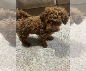 Poodle (Toy) Puppy for sale in HOLLAND, MI, USA