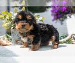 Small #2 Yorkshire Terrier