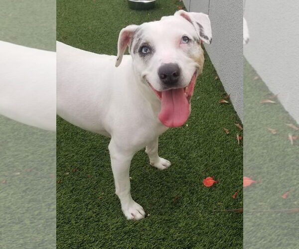 Medium Photo #20 Jack Russell Terrier-Unknown Mix Puppy For Sale in Pompano Beach , FL, USA