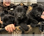Small #1 German Shepherd Dog