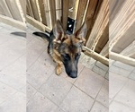 Puppy Mr Green German Shepherd Dog