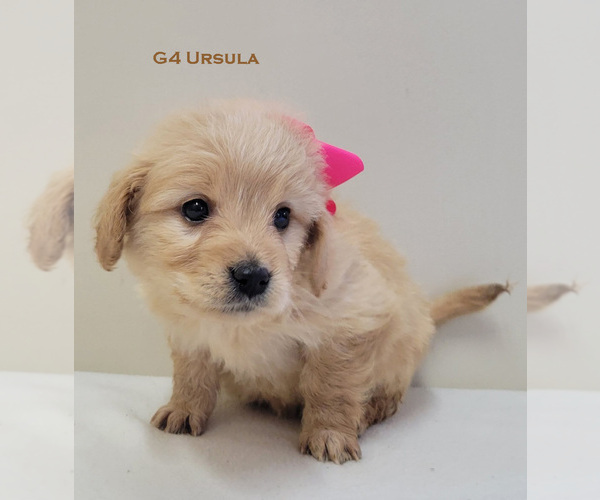 Medium Photo #8 Goldendoodle Puppy For Sale in MILFORD, MI, USA