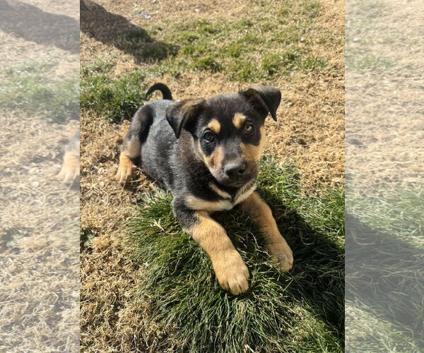 Medium Photo #2 Shepweiller Puppy For Sale in Sandy, UT, USA