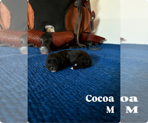 Medium Photo #4 Cavapoo Puppy For Sale in NEW LEXINGTON, OH, USA