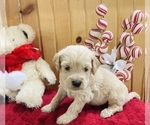 Small Photo #5 Goldendoodle Puppy For Sale in TRENTON, MO, USA