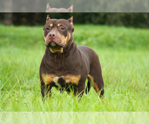 Father of the American Bully puppies born on 01/01/2020