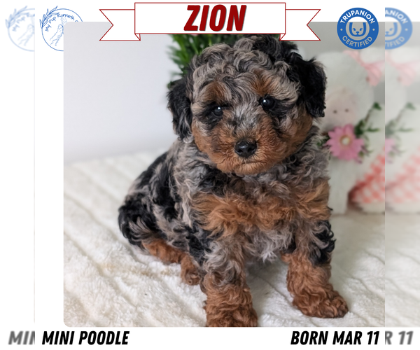 Medium Photo #1 Poodle (Miniature) Puppy For Sale in GOSHEN, IN, USA