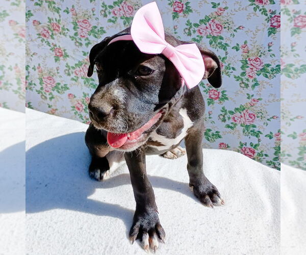 Medium Photo #2 Bulldog-Unknown Mix Puppy For Sale in Apple Valley, CA, USA