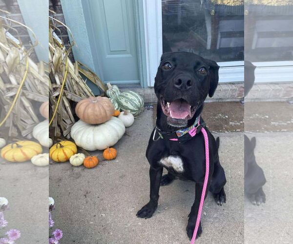 Medium Photo #2 Labrador Retriever-Unknown Mix Puppy For Sale in Germantown, OH, USA