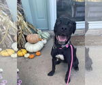 Small #1 Labrador Retriever Mix