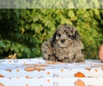 Small #3 Poodle (Toy)