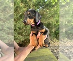 Small #17 Doberman Pinscher