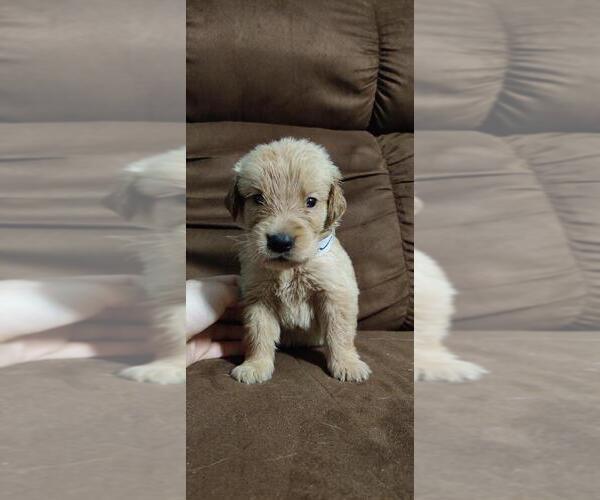 Medium Photo #11 Golden Retriever Puppy For Sale in DAVENPORT, FL, USA