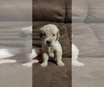 Small Photo #11 Golden Retriever Puppy For Sale in DAVENPORT, FL, USA