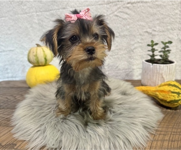 Medium Photo #3 Yorkshire Terrier Puppy For Sale in NAPPANEE, IN, USA