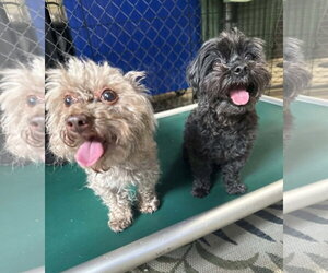 Carl Dean - Male Poodle (Toy) Dog for Adoption - Photo #4
