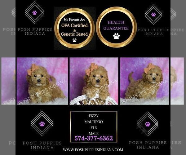 Medium Photo #2 Maltipoo (Miniature) Puppy For Sale in WARSAW, IN, USA