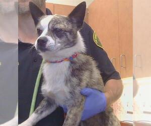 Toxirn Dogs for adoption in Sacramento, CA, USA