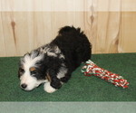 Small Photo #3 Miniature Bernedoodle Puppy For Sale in HORN CREEK, CO, USA