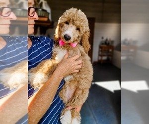 Poodle (Standard) Puppy for sale in WAGENER, SC, USA