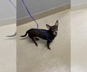 Chihuahua-Unknown Mix Dogs for adoption in Las Vegas, NV, USA