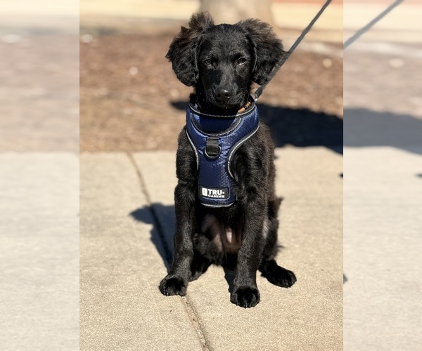 Medium Photo #1 Goldendoodle-Poovanese Mix Puppy For Sale in EVANS, GA, USA
