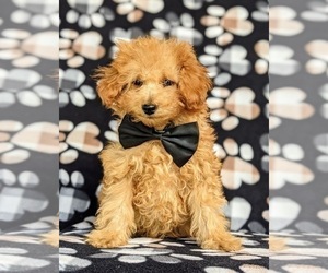 Poodle (Miniature) Puppy for sale in NOTTINGHAM, PA, USA