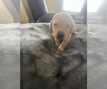 Small #5 Labrador Retriever