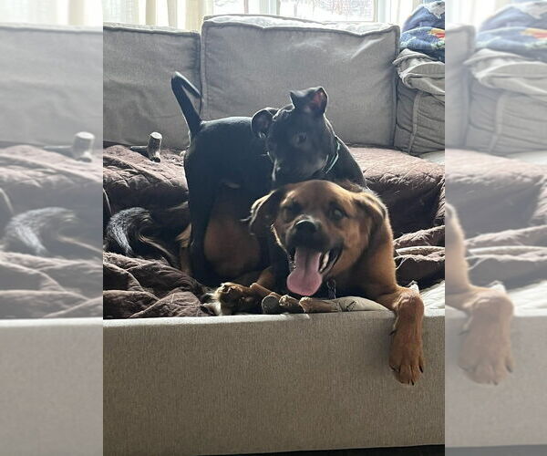 Medium Photo #4 Mutt Puppy For Sale in Springdale, PA, USA