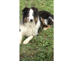 Small Photo #1 Aussie-Poo Puppy For Sale in SALYERSVILLE, KY, USA