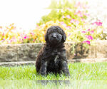 Small Photo #9 Labradoodle Puppy For Sale in NAPPANEE, IN, USA