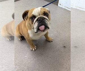 Bulldog Dogs for adoption in San Bernardino, CA, USA