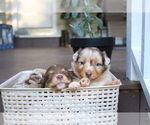 Puppy Captain Miniature Australian Shepherd