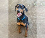 Small #1 Doberman Pinscher