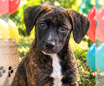 BETSY - Female Labrador Retriever Dog for Adoption - Small photo