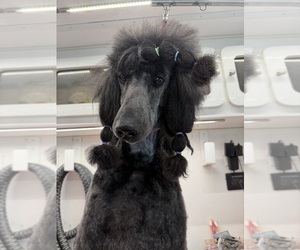 Father of the Poodle (Standard) puppies born on 08/04/2026