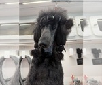 Small Photo #1 Poodle (Standard) Puppy For Sale in OKEECHOBEE, FL, USA