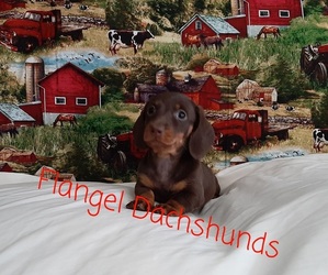 Dachshund Puppy for sale in CUTLER BAY, FL, USA