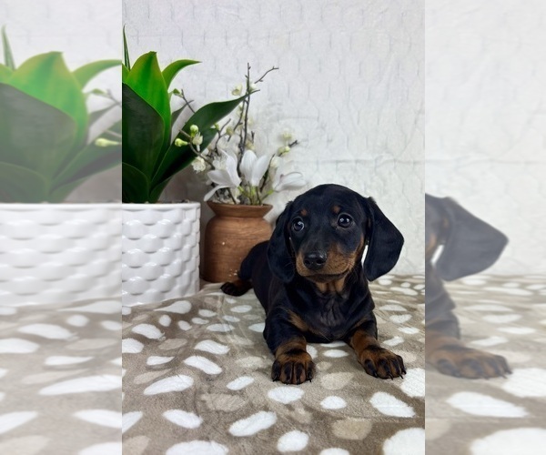 Medium Photo #2 Dachshund Puppy For Sale in INDIANAPOLIS, IN, USA