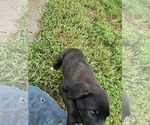 Small #1 Border Collie-Mastiff Mix