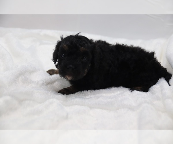 Medium Photo #51 Cockapoo Puppy For Sale in RIPLEY, TN, USA