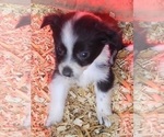 Small Photo #4 Miniature Australian Shepherd Puppy For Sale in ADAIR VILLAGE, OR, USA