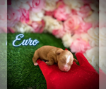 Puppy Euro YorkiePoo