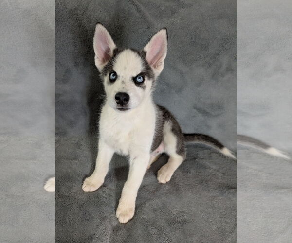 Medium Photo #2 Siberian Husky Puppy For Sale in PIPE CREEK, TX, USA