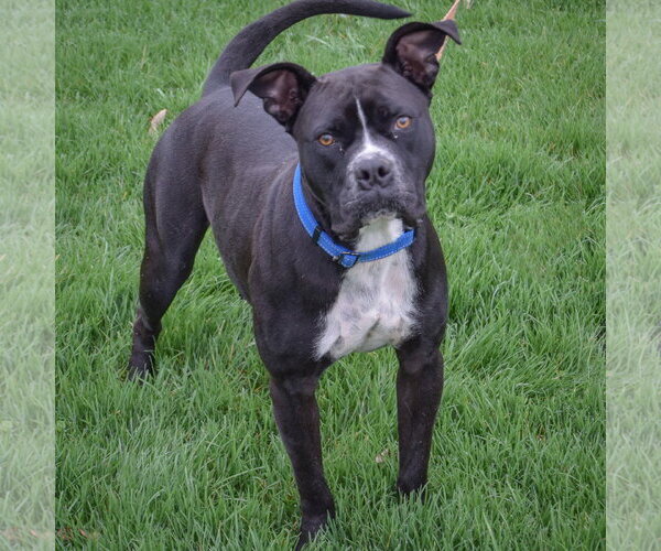Medium Photo #3 Bulloxer Puppy For Sale in Huntley, IL, USA