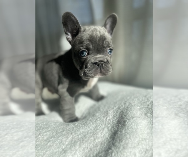 Medium Photo #3 French Bulldog Puppy For Sale in CHARLOTTE, NC, USA