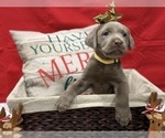 Puppy Lala Labrador Retriever